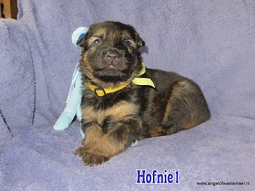 Hofniël, grauwe Oudduitse Herder reu van 3 weken oud
